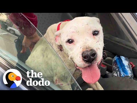 Abandoned Pittie Has The Best Reaction To Getting Adopted #Video