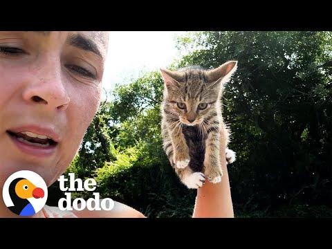 Woman Goes On A Run And Comes Home With A Kitten #Video