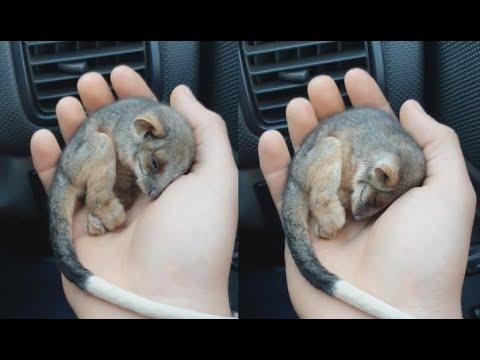 Farmer Saves Baby Possum From Freezing. Your Daily Dose Of Internet.
