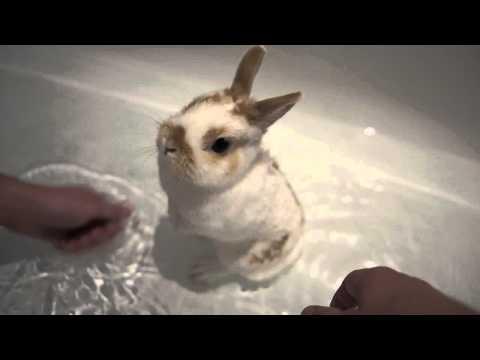 Rabbit's Bath Video