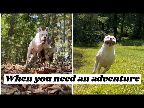 When you need an adventure - Layla The Boxer #Video