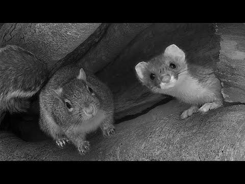 Stoat v Squirrel | Discover Wildlife | Robert E Fuller #Video