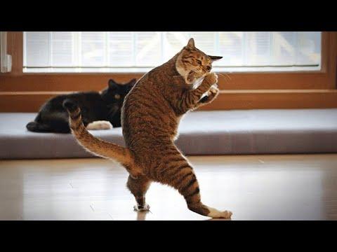 Most Silliest CATS of the Internet | Funny Cats Video