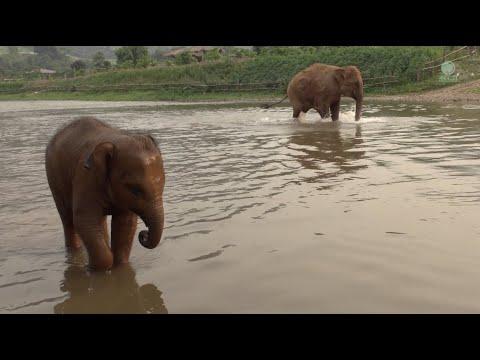 Elephant Gave A Signal To Her Baby Not Go Beyond The Limit - ElephantNews #Video