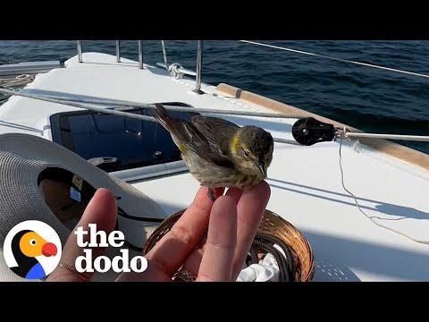 Little Land Bird Surprises Woman In The Middle Of The Ocean #Video