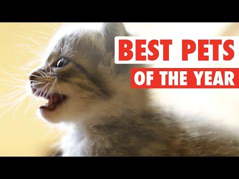 Ultimate Pet Videos Of The Year Part 1 || 2015