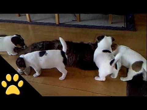 4 Puppies Annoy A Cat With Their Friendship