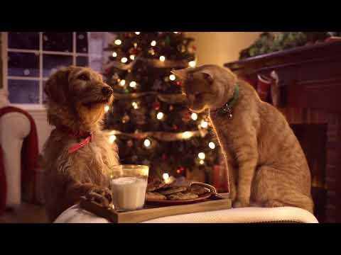 Three Pets White Christmas Famous Song #Video