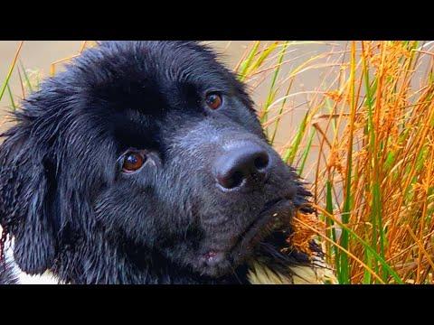 Meet Oakley. She's basically the Tom Cruise of dog world. #Video