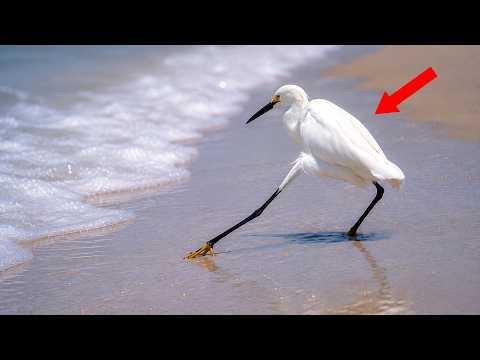 The Funniest Birds You’ll Ever See! | Best Bird Moments #Video