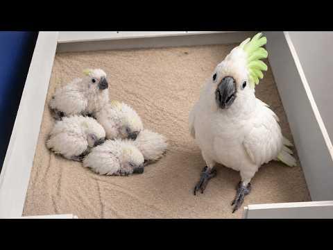 This Parrot Family Is Too Cute to Be Real! #Video
