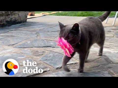 Cat Brings Her New Mom Flowers Every Single Day #Video