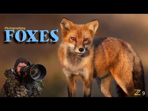 FINDING and photographing FOXES #Video