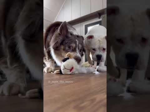 When You Get a New Toy - Layla The Boxer  #Video
