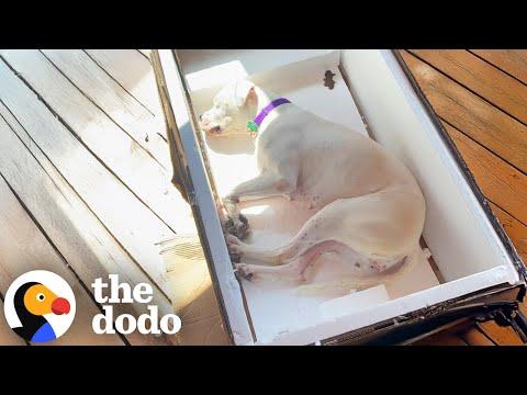 Deaf Foster Dog Sleeps In The Weirdest Positions #Video