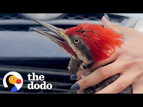 Woman Rescues Woodpecker Trapped In A Car's Bumper #Video
