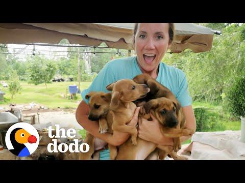 Five Puppies Show Up In Family's Backyard #Video