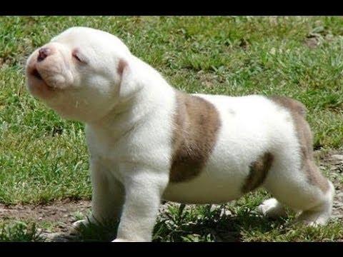 Puppies Learning To Howl Compilation