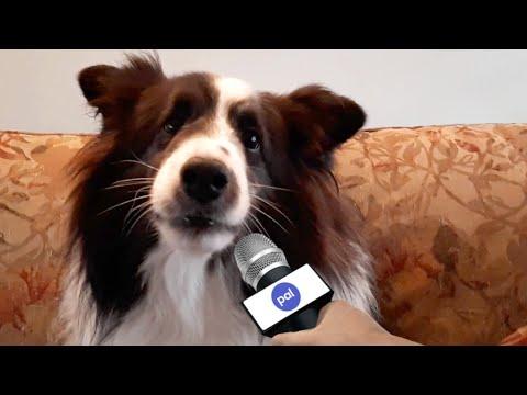 Pet Interviews - Christmas Video