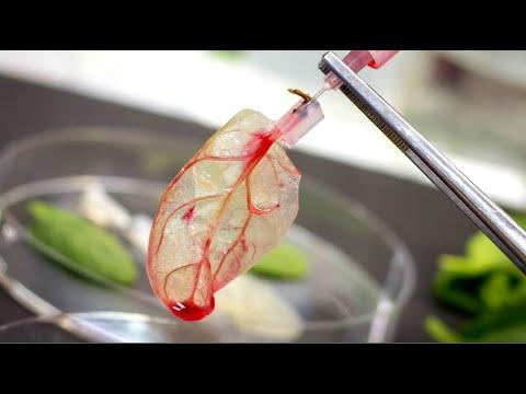 Transforming A Leaf Into Meat Video. Your Daily Dose Of Internet.