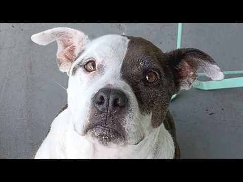Heartbroken dog had no idea her best days were ahead #Video