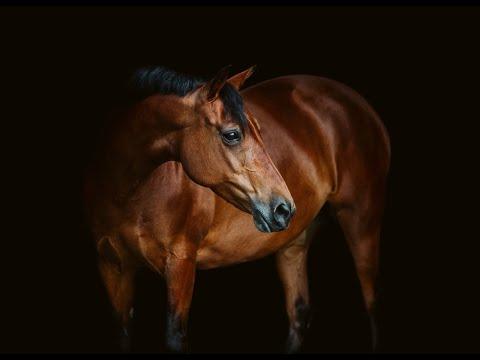 Trampoline [Equestrian Music Video]