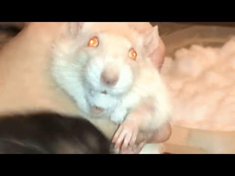 This rat is no Einstein. But she can fetch like a dog. #Video