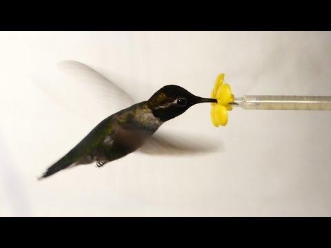 What Happens When You Put A Hummingbird In A Wind Tunnel...