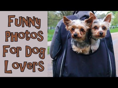Funny Photos For Dog Lovers By Chris Porsz #Video
