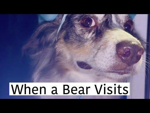 When a Bear Visits! | Layla The Boxer