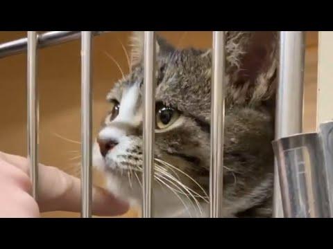 Shelter cat makes saddest face to get adopted #Video