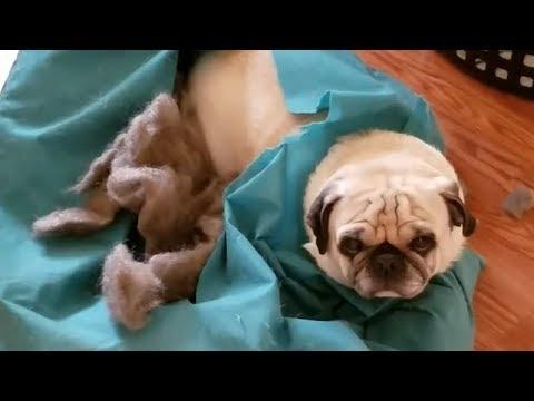 Funny Guilty Pets Compilation