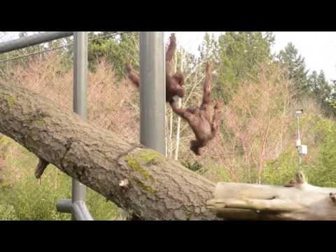Orangutans Bob And Kumar Play
