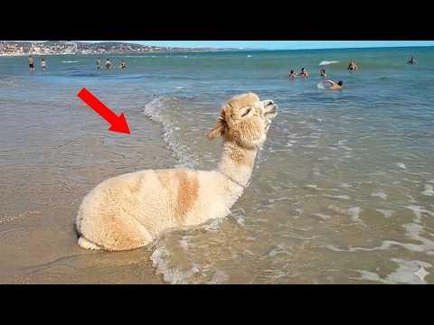 When Animals Absolutely Lose Their Minds at the Ocean #Video