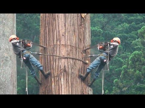 Amazing Dangerous Cutting Down Biggest Tree In The World