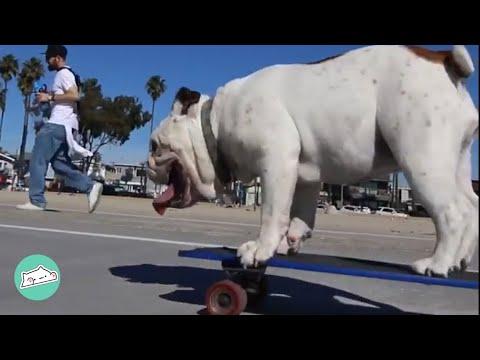 Bulldog Started Skating On Her Own. Now Dad is Running After Her #Video