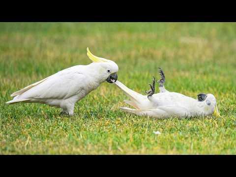 When Parrots Are Absolutely Hilarious | FUNNIEST Birds Video #Video