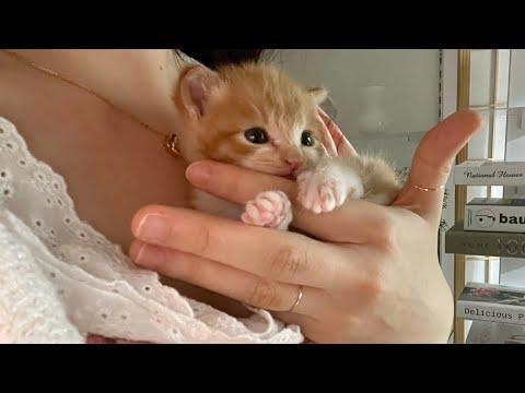 Changes to my everyday life since I found a stray kitten. #Video