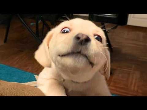 Top FUNNY PUPPIES 2025 will make you LAUGH ALL DAY #Video