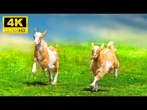 Baby Animals 4K (60FPS) UHD - Adorable Young Animals With Relaxing Music (Colorfully Dynamic) #Video