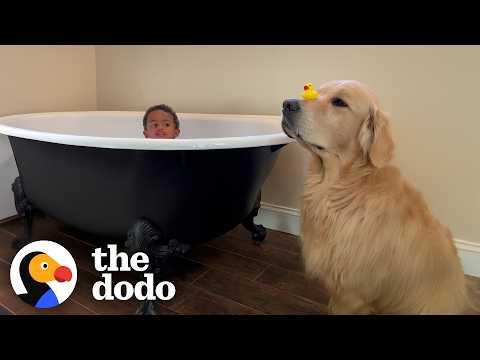 Golden Retriever 'Funcle' Gets The Best Promotion #Video