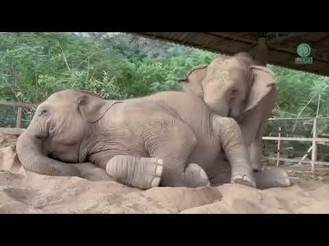 Elephant Wake Her Playmate To Wake Up And She Sleep Instead - ElephantNews #Video