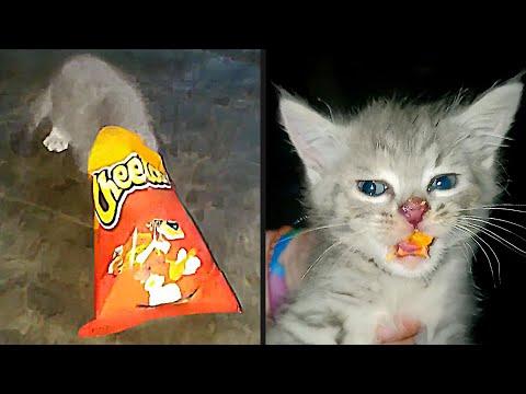 Getting Caught Red Handed | Your Daily Dose Of Pets