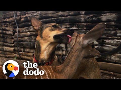 Rescue Dog Covers Baby Antelope With Kisses   #Video