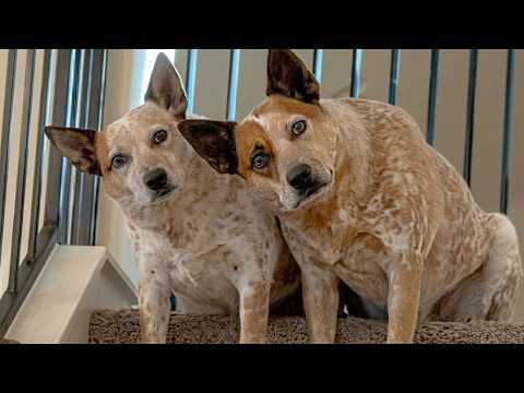 You can't get past this FUNNY DOGS video! #Video