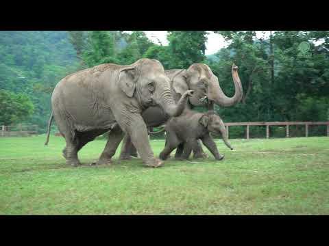 Elephants Run To Greeting The Newly Rescued Baby Elephant Chaba #Video