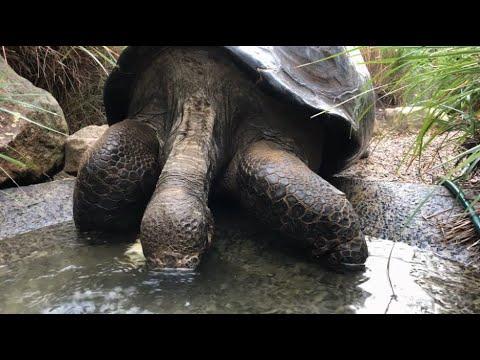 An Extremely Thirsty Tortoise. Your Daily Dose Of Internet.