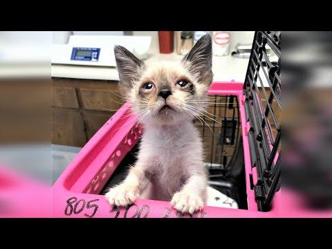 Tiny kitten found at park in rough condition has amazing back #Video
