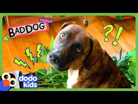 Dog Won't Stop Until He Destroys All The Plants! | Dodo Kids #Video