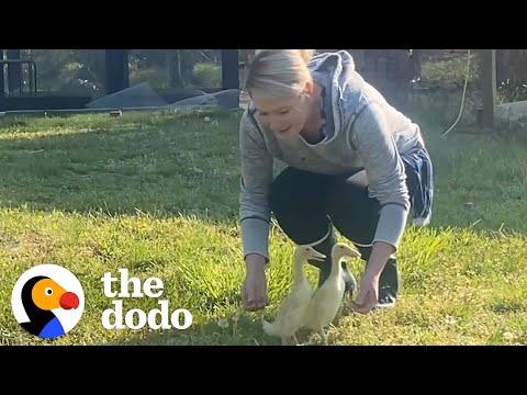 These 2 Ducks Are Basically Toddlers #Video